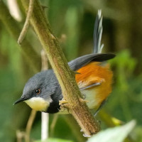 Black-collared Apalis